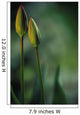 Closed Tulips Wall Mural
