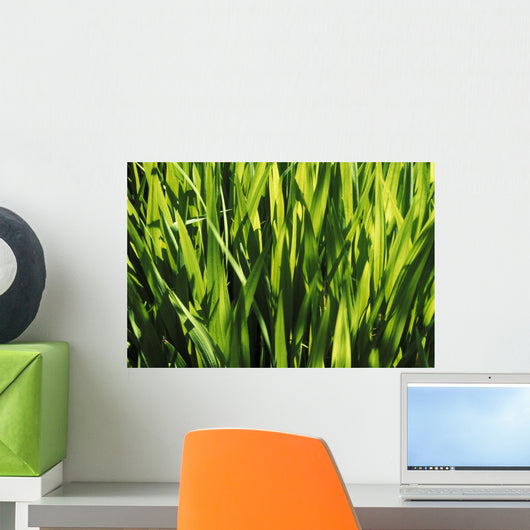 Mass Of Plant Leaves Wall Mural