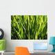 Mass Of Plant Leaves Wall Mural