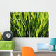 Mass Of Plant Leaves Wall Mural
