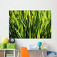 Mass Of Plant Leaves Wall Mural