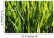 Mass Of Plant Leaves Wall Mural