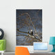 Bald Eagle In A Tree Wall Mural