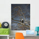 Bald Eagle In A Tree Wall Mural