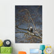 Bald Eagle In A Tree Wall Mural