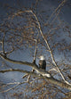 Bald Eagle In A Tree Wall Mural