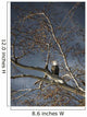 Bald Eagle In A Tree Wall Mural