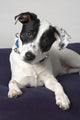 Small Black And White Dog Wall Mural