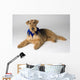 Pedigree Dog Wall Mural