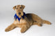 Pedigree Dog Wall Mural