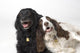 Pair Of Canine Friends Wall Mural