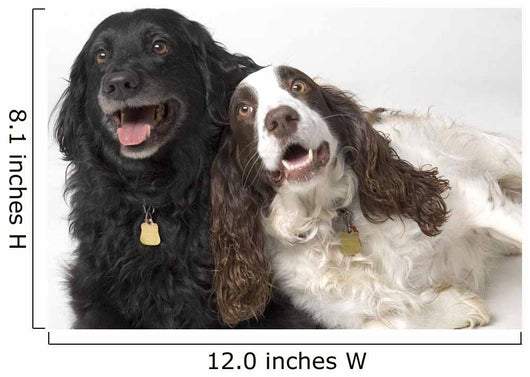 Pair Of Canine Friends Wall Mural