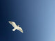 Seagull Soaring Wall Mural