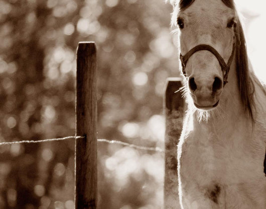 Portrait Of A Horse Wall Mural