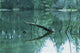 Scenic Woodland Lake Wall Mural