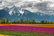 Tulips and Mountain Wall Mural
