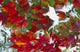 Leaves In Snow Wall Mural