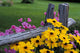 Pink And Yellow Flowers Wall Mural
