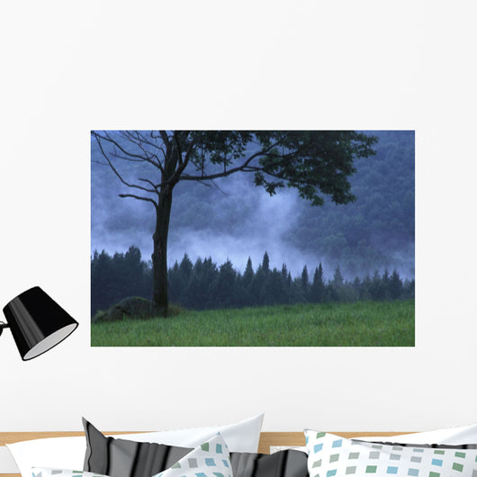 Coniferous Trees Early In The Morning Wall Mural