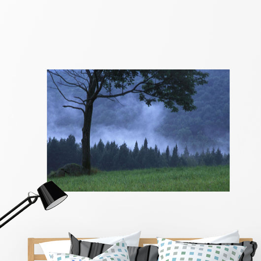 Coniferous Trees Early In The Morning Wall Mural