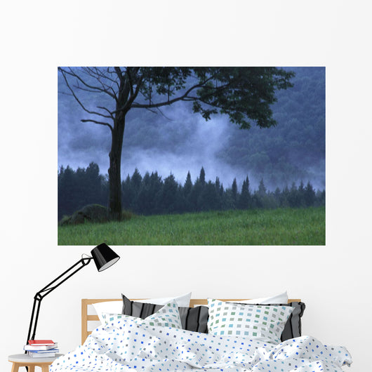 Coniferous Trees Early In The Morning Wall Mural