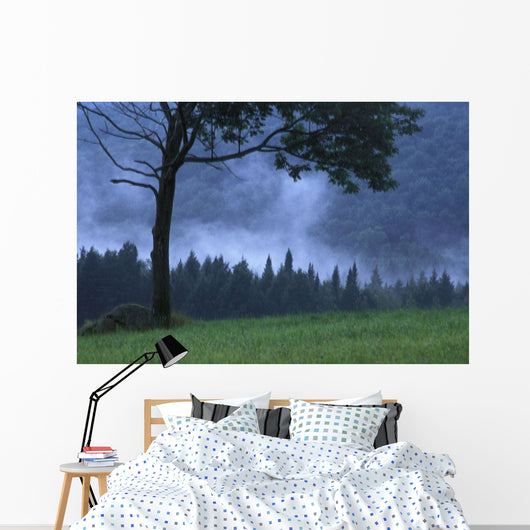 Coniferous Trees Early In The Morning Wall Mural