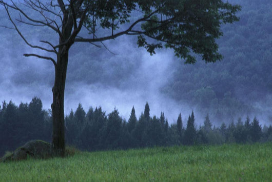 Coniferous Trees Early In The Morning Wall Mural