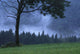 Coniferous Trees Early In The Morning Wall Mural