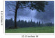 Coniferous Trees Early In The Morning Wall Mural