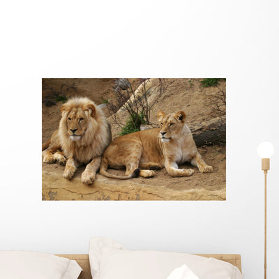 Angola Lion Wall Mural shown on a wall