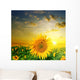 Yellow Sunflowers on a Background Beautiful Sunset Wall Mural