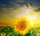 Yellow Sunflowers on a Background Beautiful Sunset Wall Mural