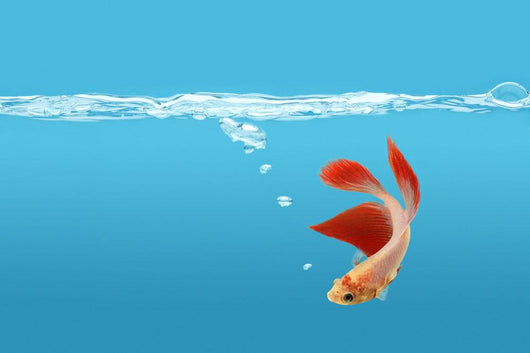 Siamese Fighting Fish Wall Mural