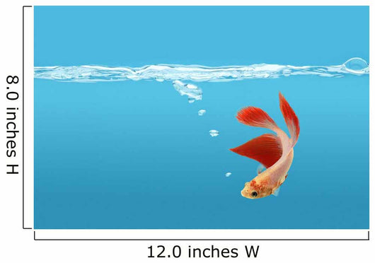 Siamese Fighting Fish Wall Mural