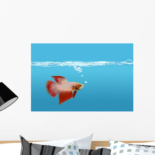Fighting Fish Under Water Wall Mural