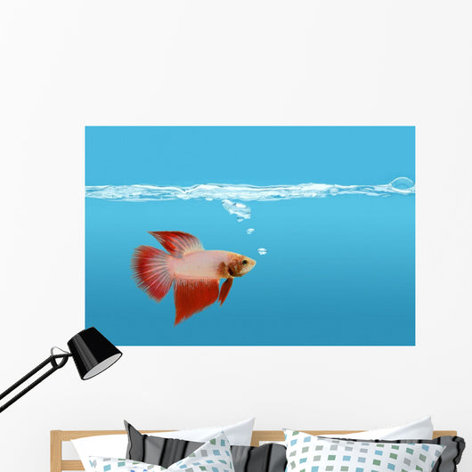Fighting Fish Under Water Wall Mural