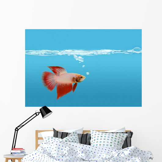 Fighting Fish Under Water Wall Mural