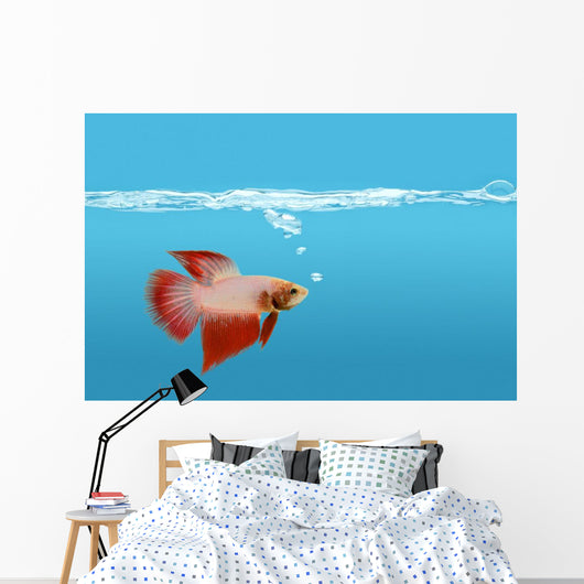Fighting Fish Under Water Wall Mural