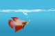 Fighting Fish Under Water Wall Mural