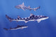 Leopard Sharks Wall Mural