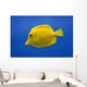 Yellow Fish Wall Mural