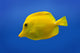 Yellow Fish Wall Mural