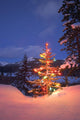 Christmas Tree Outdoors At Night Wall Mural