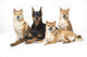 Doberman Pinscher And Friends Wall Mural