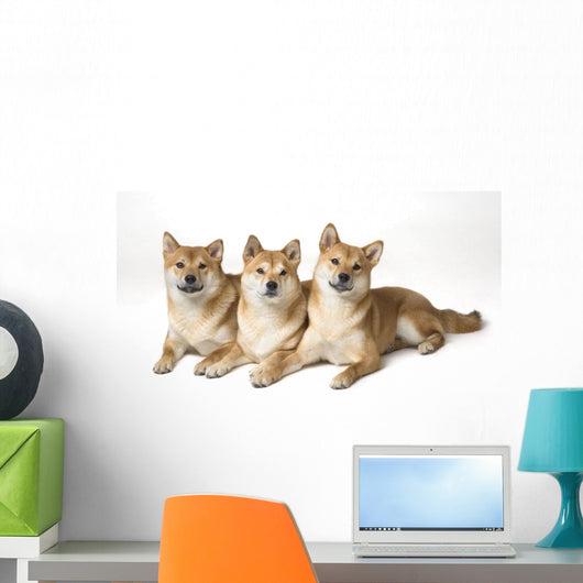 Three Shiba Inu Dogs Wall Mural