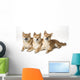 Three Shiba Inu Dogs Wall Mural