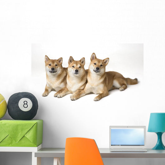 Three Shiba Inu Dogs Wall Mural