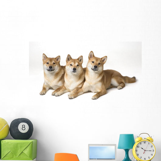 Three Shiba Inu Dogs Wall Mural