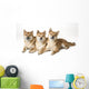 Three Shiba Inu Dogs Wall Mural