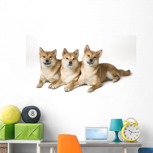 Three Shiba Inu Dogs Wall Mural